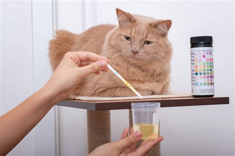 infecção urinária em gatos